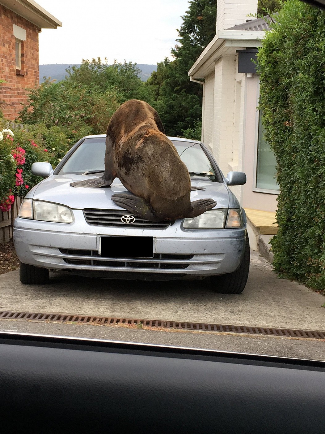 tasmania seal