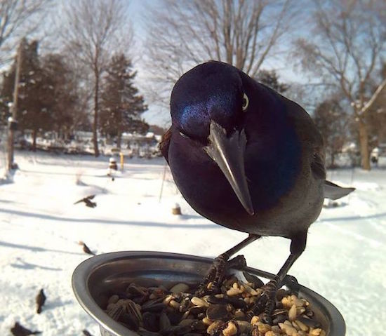 bird feeder camera