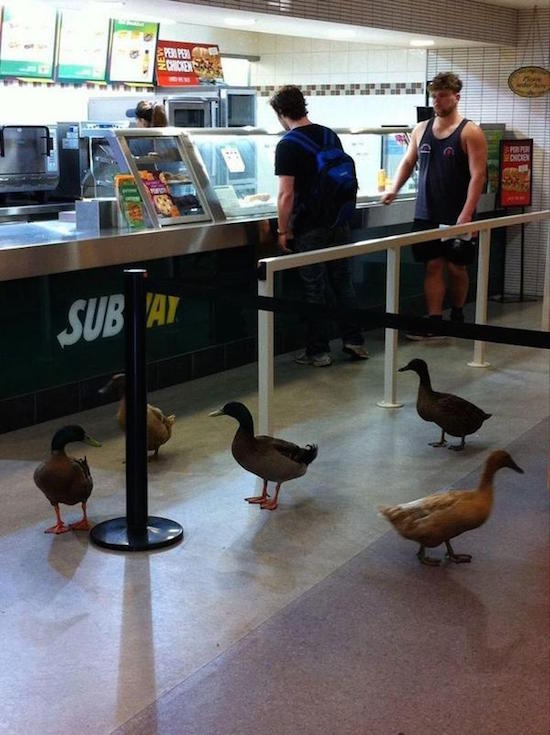subway ducks - 16116 Ne Si Sub