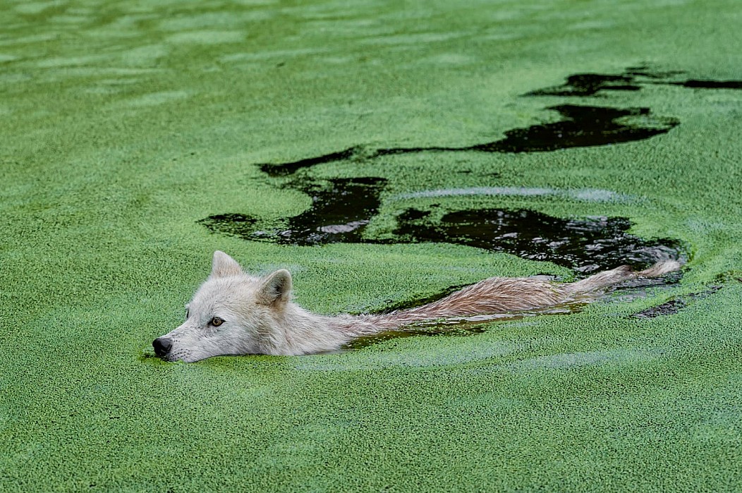 wolf and alligator -