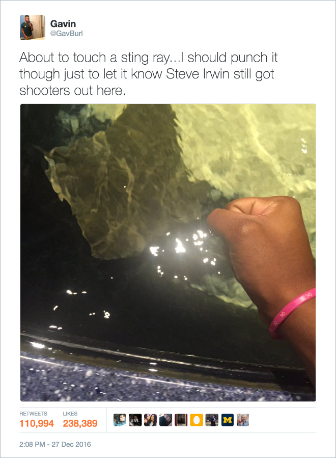 steve irwin stingray tweet - Gavin About to touch a sting ray... should punch it though just to let it know Steve Irwin still got shooters out here. 110,994 238,389 Do N Orme