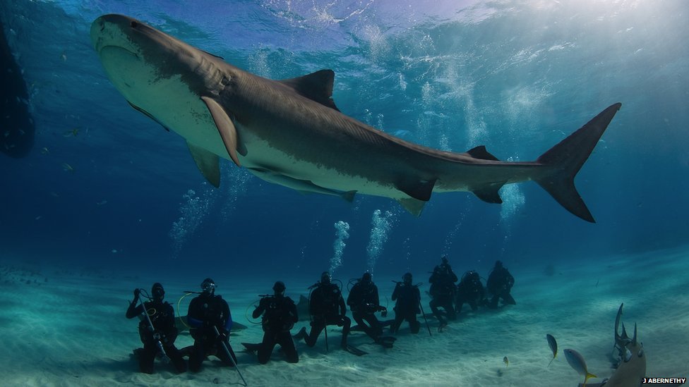 tiger shark bahamas - J Abernethy