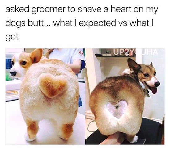 dog bad haircut - asked groomer to shave a heart on my dogs butt... what I expected vs what | got UP2