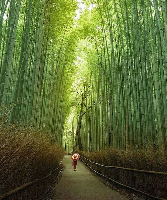 bamboo japan