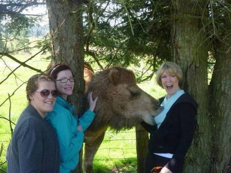 random camel tit