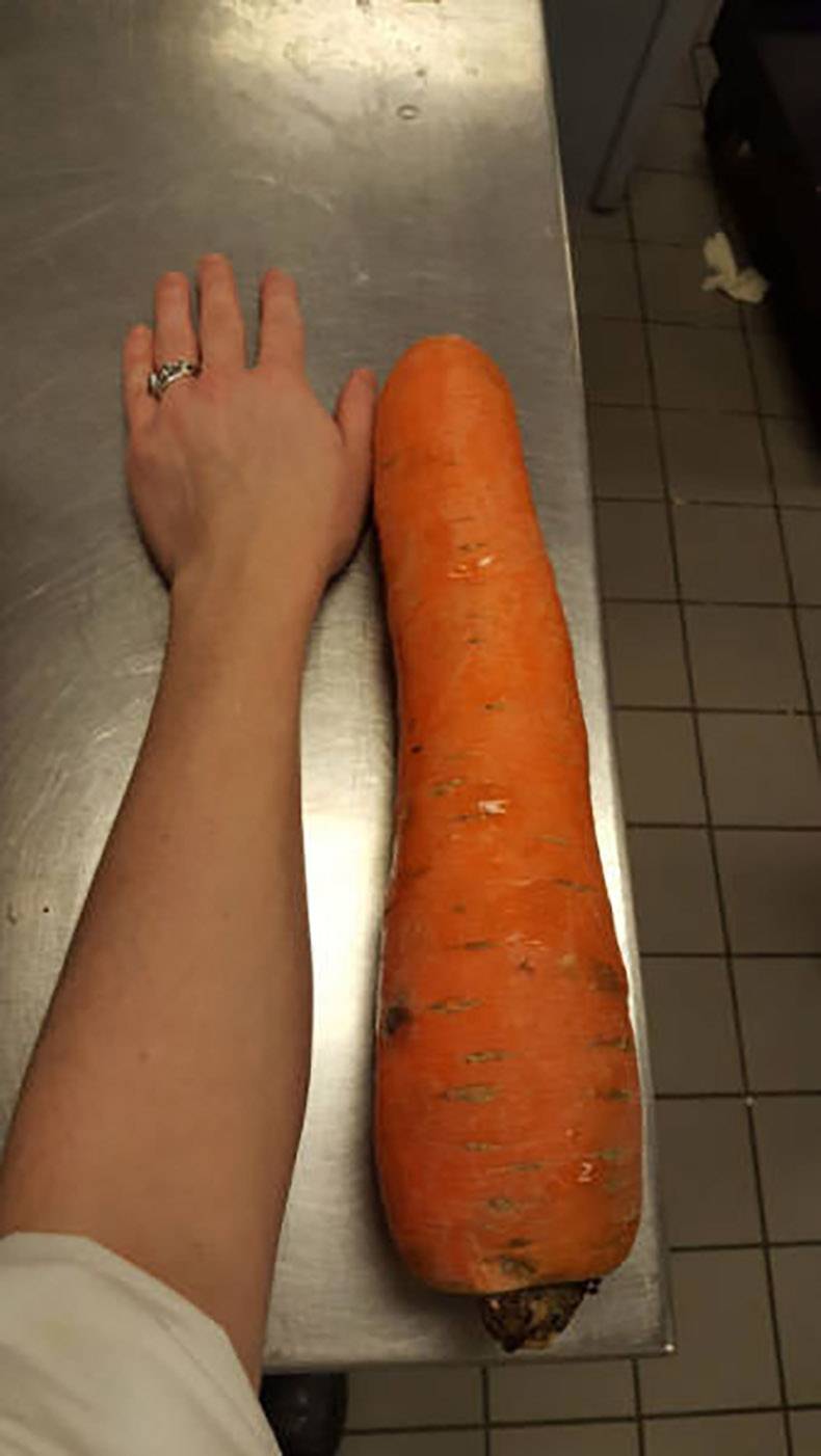 random big carrot