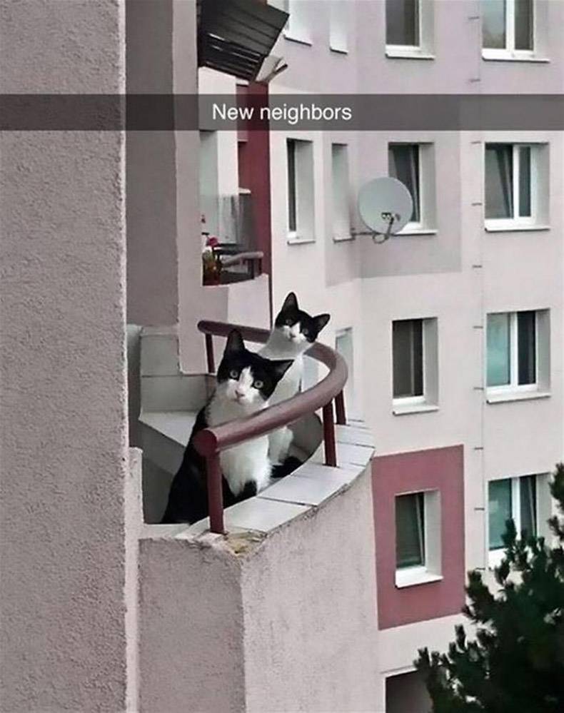 random neighbor cats - New neighbors