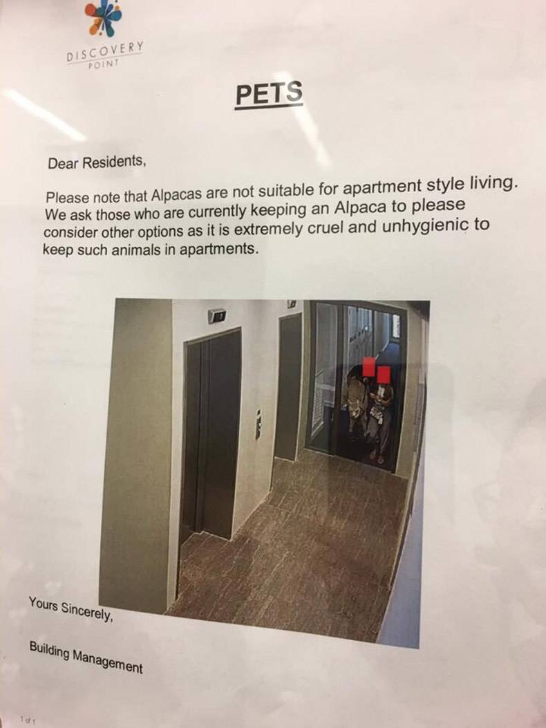 random alpaca apartment sydney - Discovery Point Pets Dear Residents, Please note that Alpacas are not suitable for apartment style living. We ask those who are currently keeping an Alpaca to please consider other options as it is extremely cruel and unhy