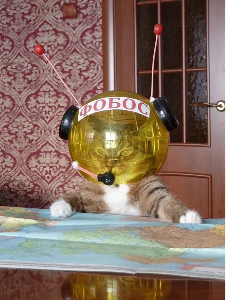 random cosmonaut cat -