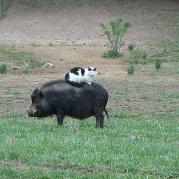 cat on a pig