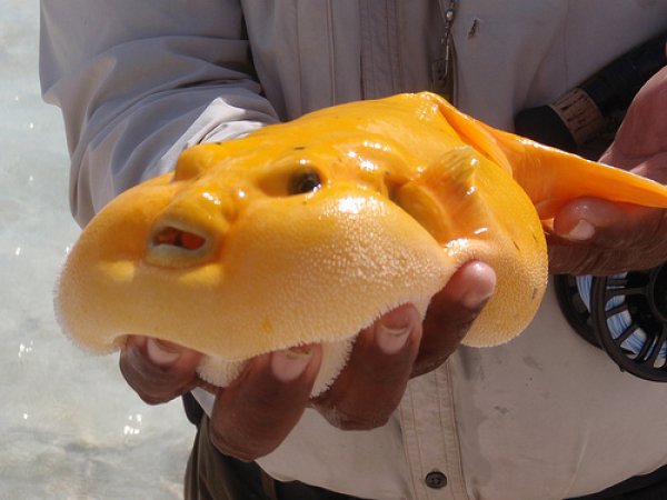 cheese fish