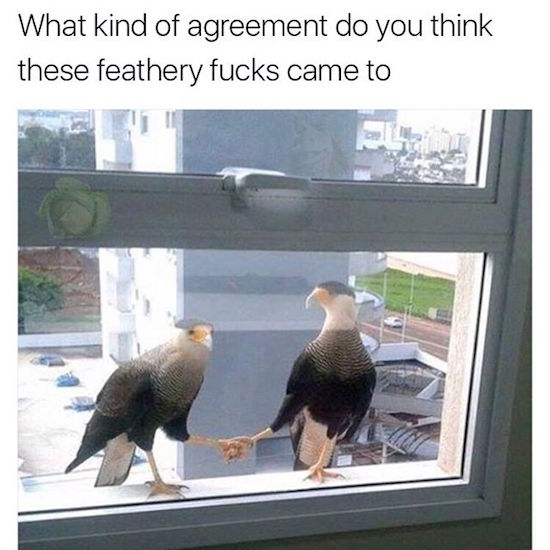 funny birds - What kind of agreement do you think these feathery fucks came to