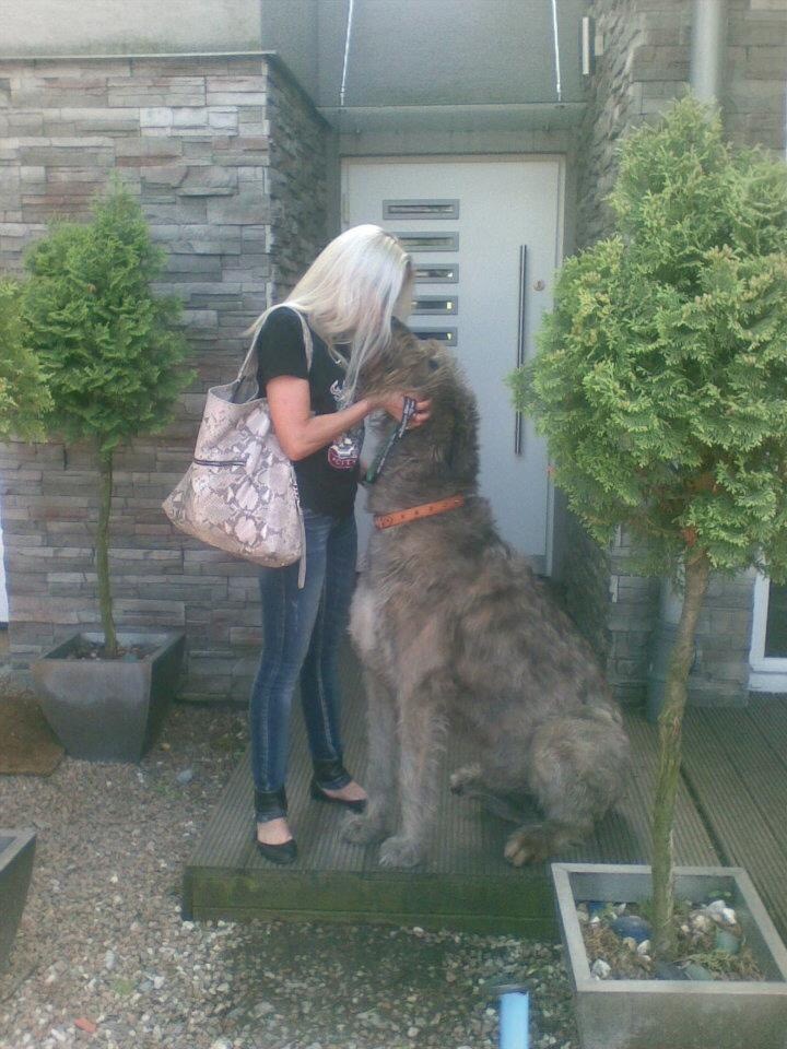 giant irish wolfhound