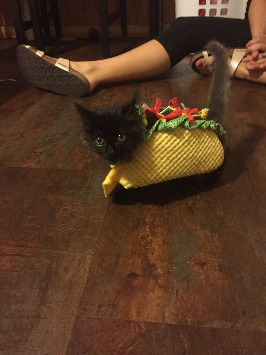 taco cat