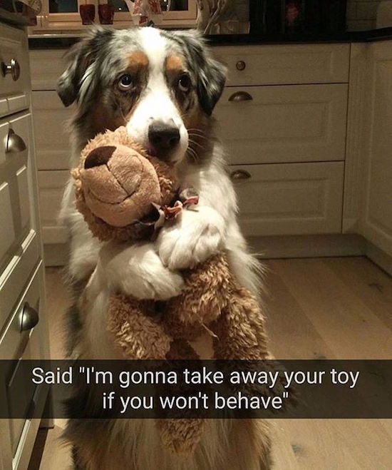 most adorable animals ever - Said "I'm gonna take away your toy if you won't behave"