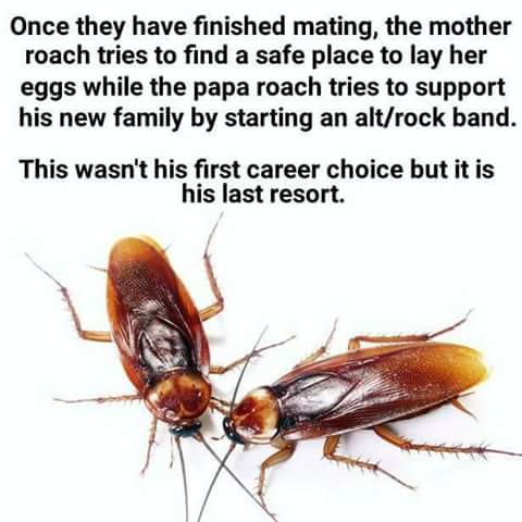 cock roaches - Once they have finished mating, the mother roach tries to find a safe place to lay her eggs while the papa roach tries to support his new family by starting an altrock band. This wasn't his first career choice but it is his last resort.