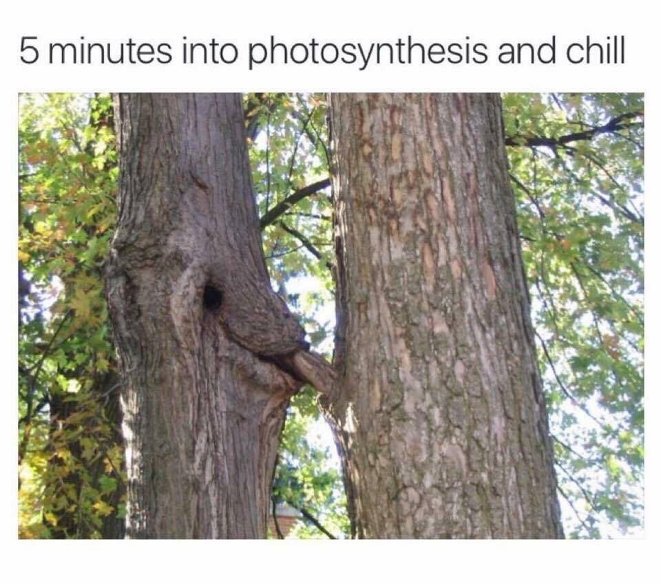 5 minutes into photosynthesis and chill - 5 minutes into photosynthesis and chill