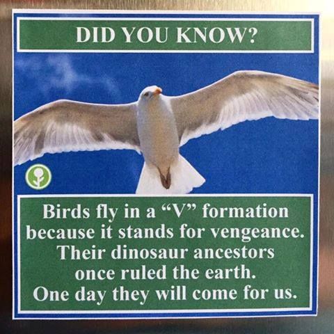 random animation - Did You Know? Birds fly in a V formation because it stands for vengeance. Their dinosaur ancestors once ruled the earth. One day they will come for us.