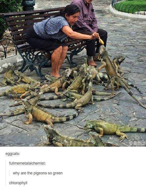 random cute iguana memes - eggcats fullmemetalalchemist why are the pigeons so green chlorophyll