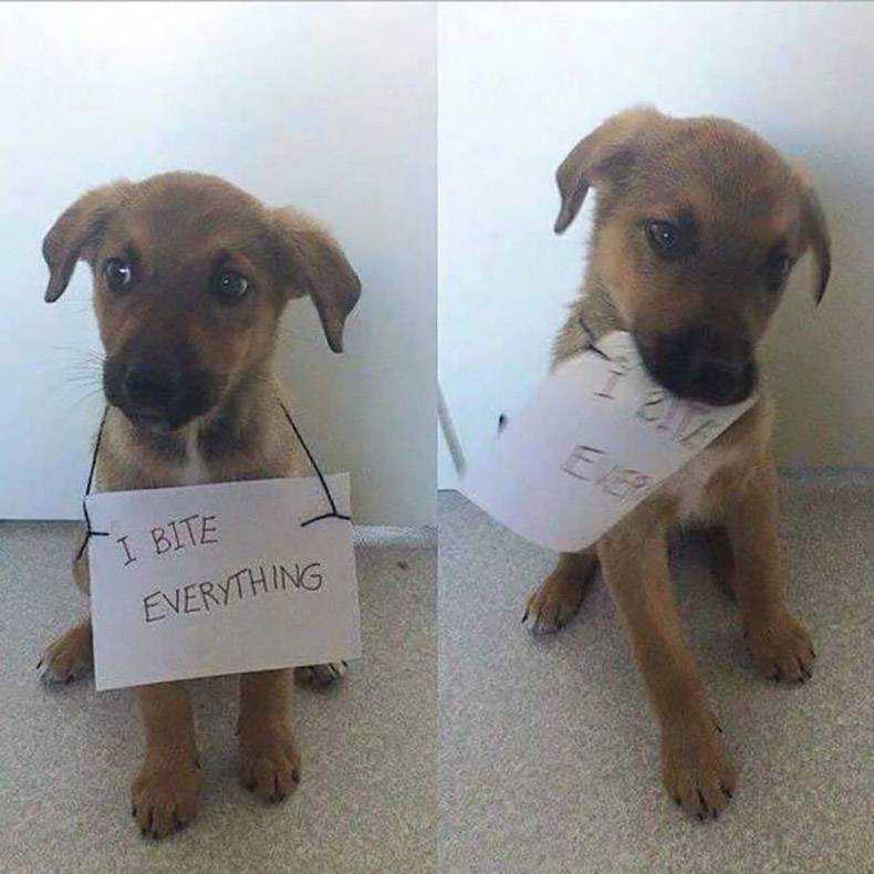 bite everything dog - I Bite Everything