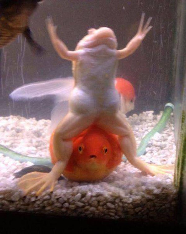 funny aquarium fish