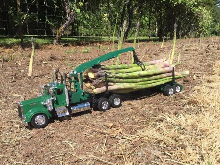 Impressive asparagus crop this year.