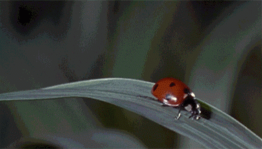 ladybug gif funny