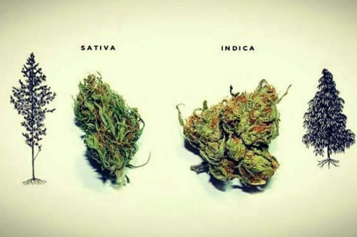 difference between sativa and indica - Sativa Indica