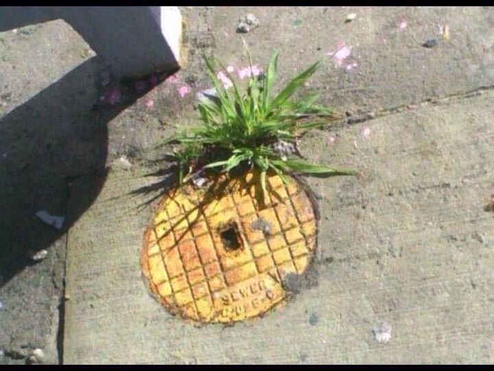 pineapple on the street - Sew