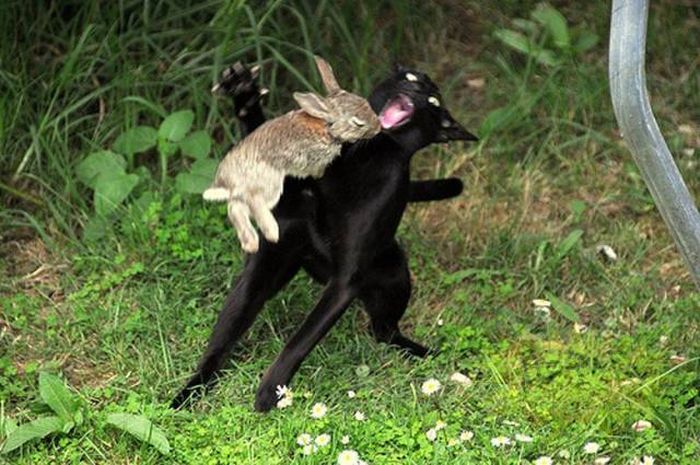 rabbit attacks cat
