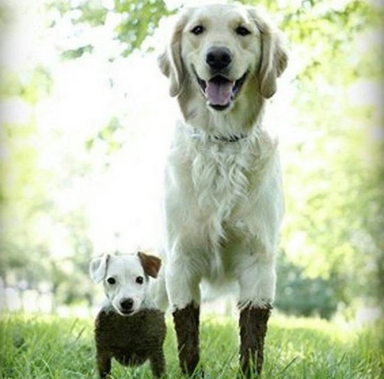 muddy dogs