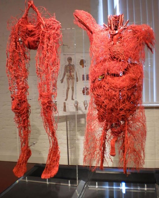 all blood vessels in the human body