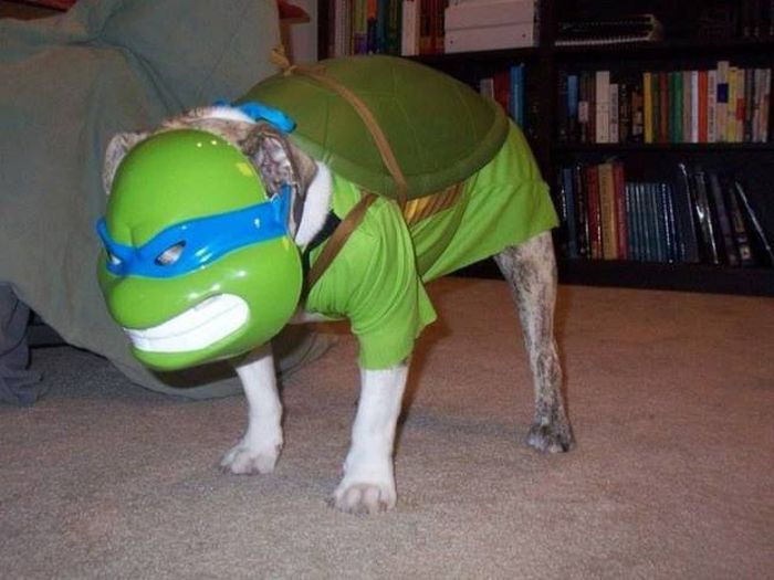 ninja turtle dog