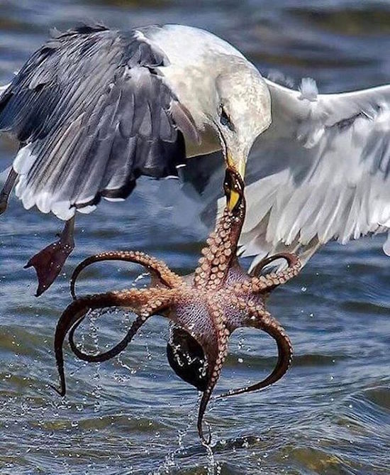 octopus eagle