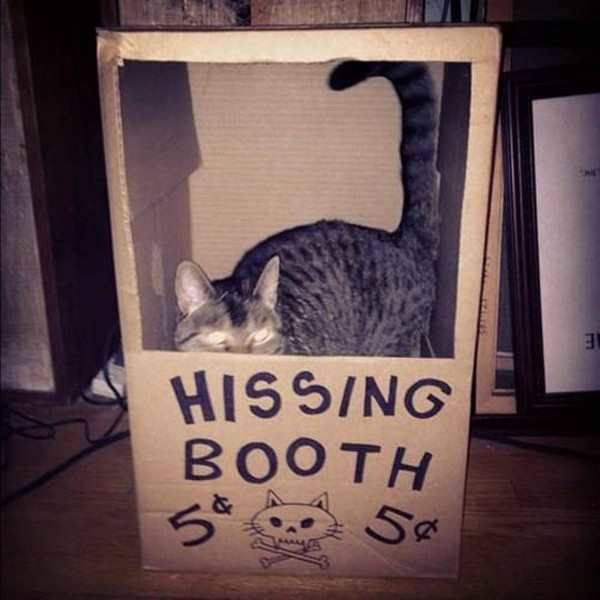 hissing booth cat - Hissing Booth