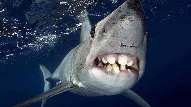 Sharks With Human Mouths Are Unsettlingly Silly