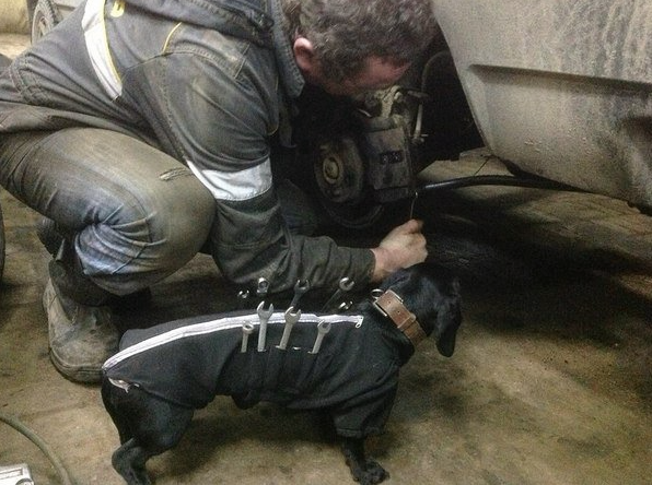 dog mechanic vest