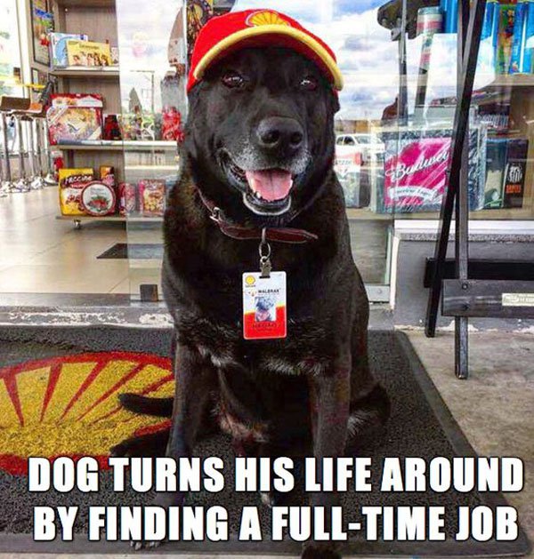 wholesome news - Dog Turns His Life Around By Finding A FullTime Job
