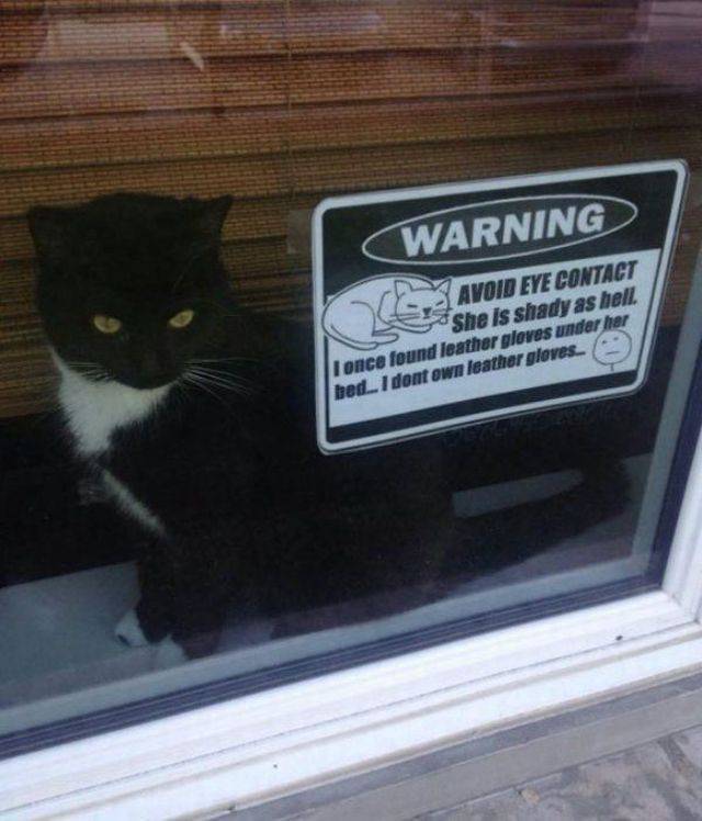 random funny cat sign - Warning Avoid Eye Contact She is shady as hell. I once found leather gloves under her bed. I dont own leather gloves.