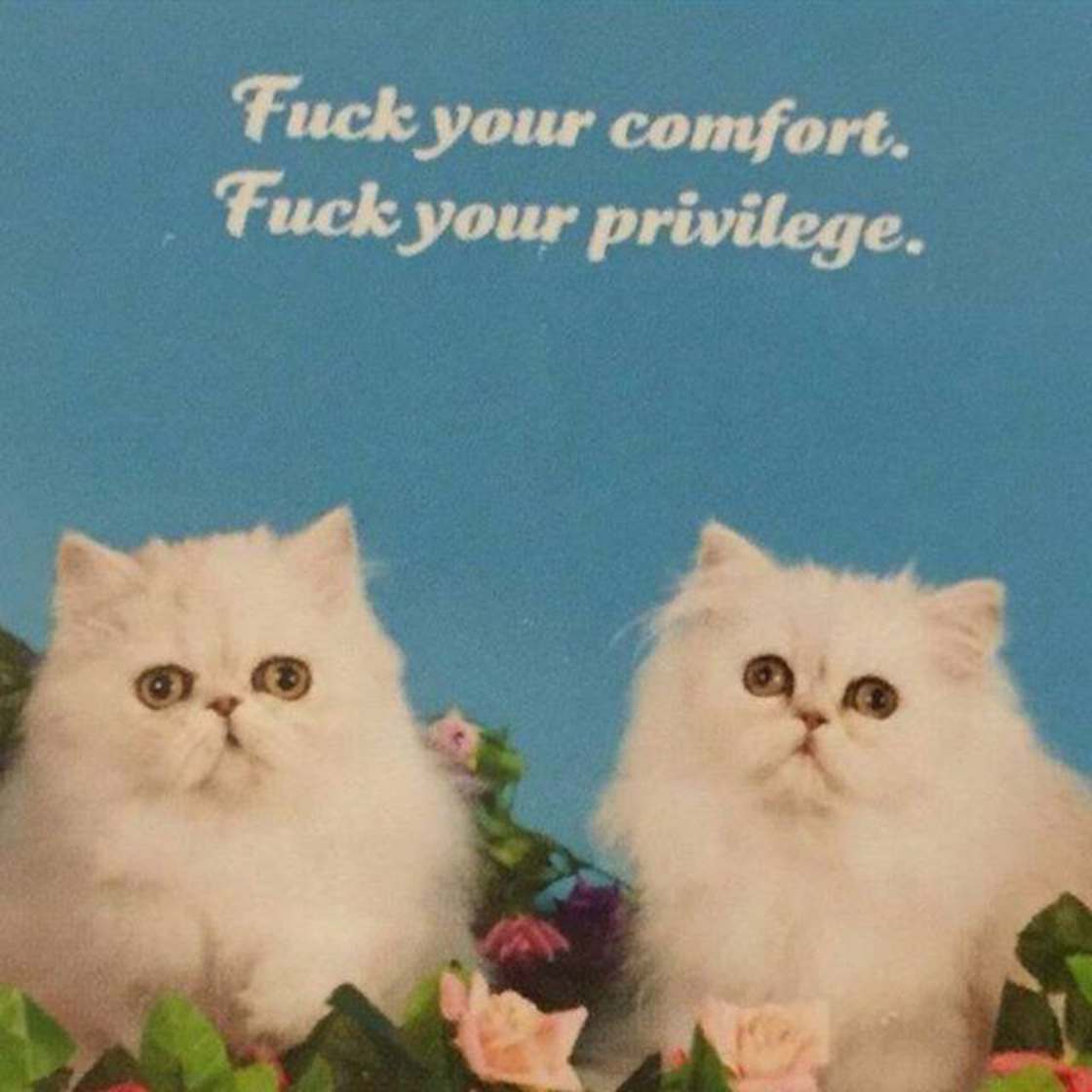 random kitsch kitten - Fuck your comfort. Fuck your privilege.