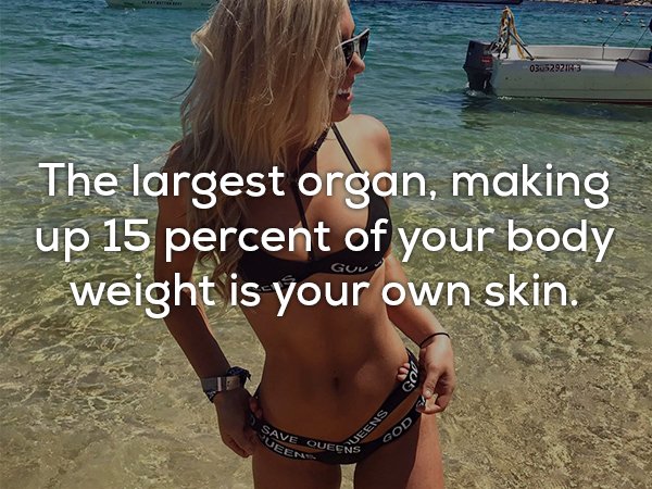 bikini - 03052921A The largest organ, making up 15 percent of your body weight is your own skin. Gol Save Queens Sabers Queens God