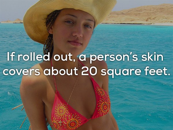 bikini - If rolled out, a person's skin covers about 20 square feet.