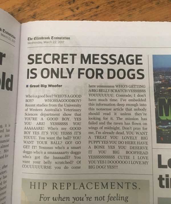 secret message is only for dogs - Wacom Thr ellenbrook Trainotation Wednesday, Secret Message Is Only For Dogs Great Big Woofer gts Who'sagood boy? Who'Sagood Boy? Whossagoodboy? Recent studies from the University of Western Australia's Veterinary Science