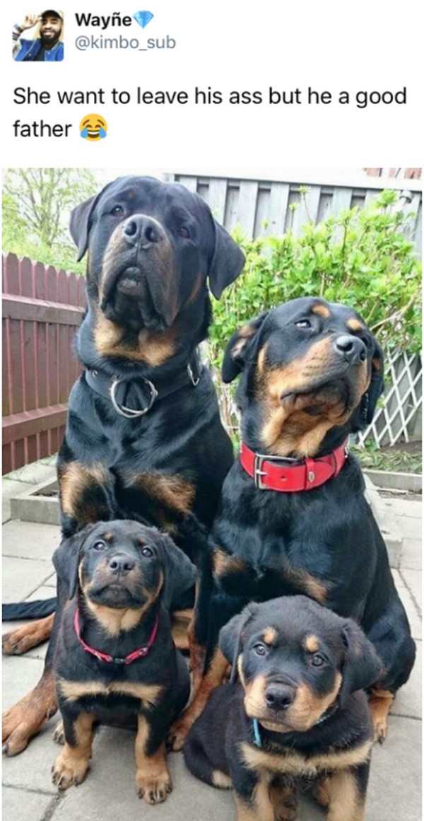 rottweiler dog family - Wayne sub She want to leave his ass but he a good father