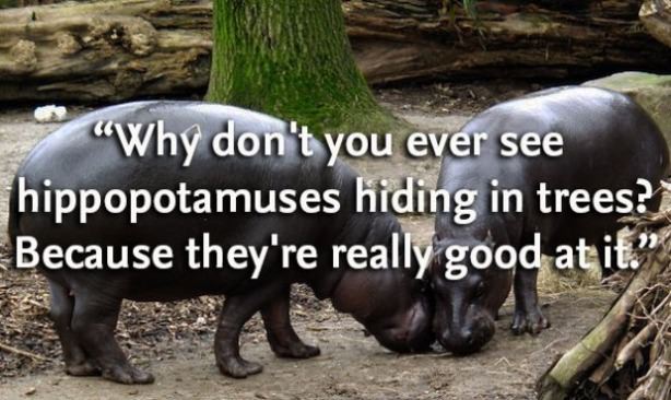 pygmy hippopotamus - "Why don't you ever see hippopotamuses hiding in trees? Because they're really good at it." any good at