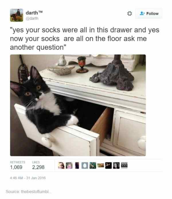 cat in a dresser drawer - darth darth 4. "yes your socks were all in this drawer and yes now your socks are all on the floor ask me another question" 1,069 2,298 Ion Sp Source thebestoftumbl