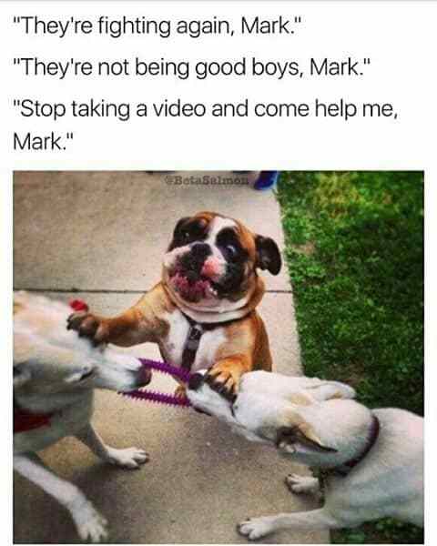 can t we all get along meme - "They're fighting again, Mark." "They're not being good boys, Mark." "Stop taking a video and come help me, Mark." Bata Salmon