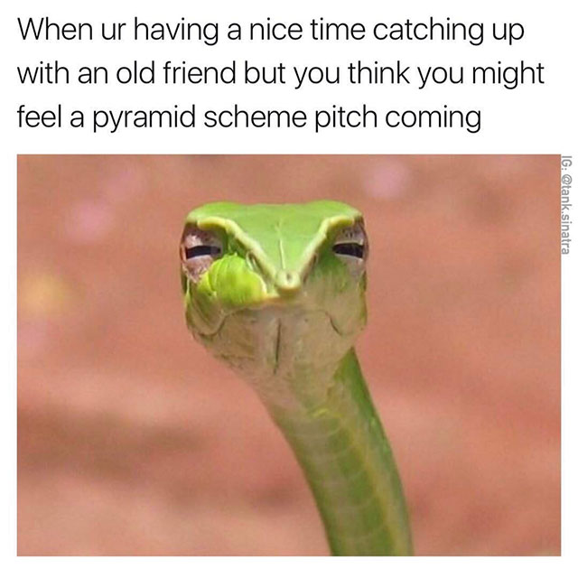 suspicious snake - When ur having a nice time catching up with an old friend but you think you might feel a pyramid scheme pitch coming Ig .sinatra