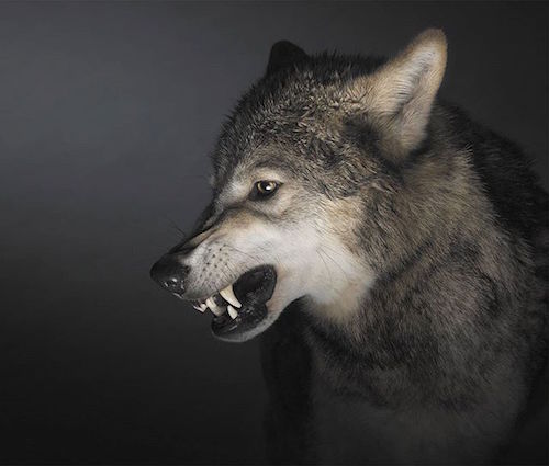 snarling wolf side view