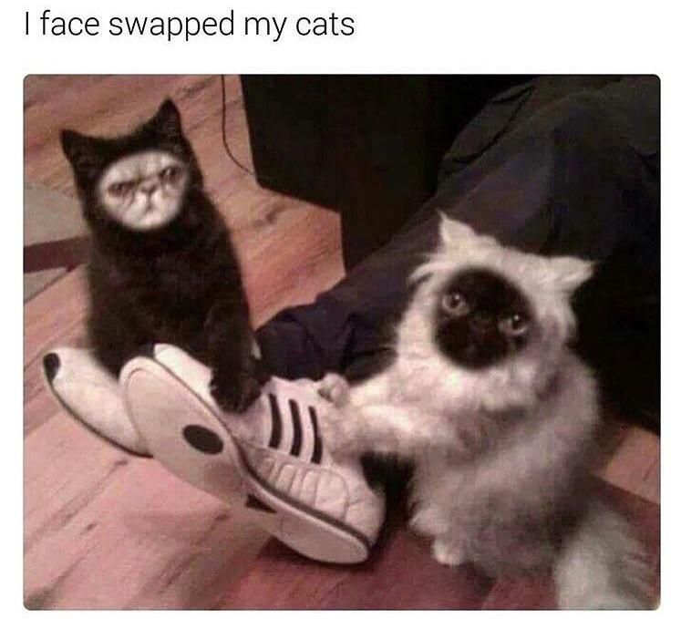 grumpy cat face swap - I face swapped my cats
